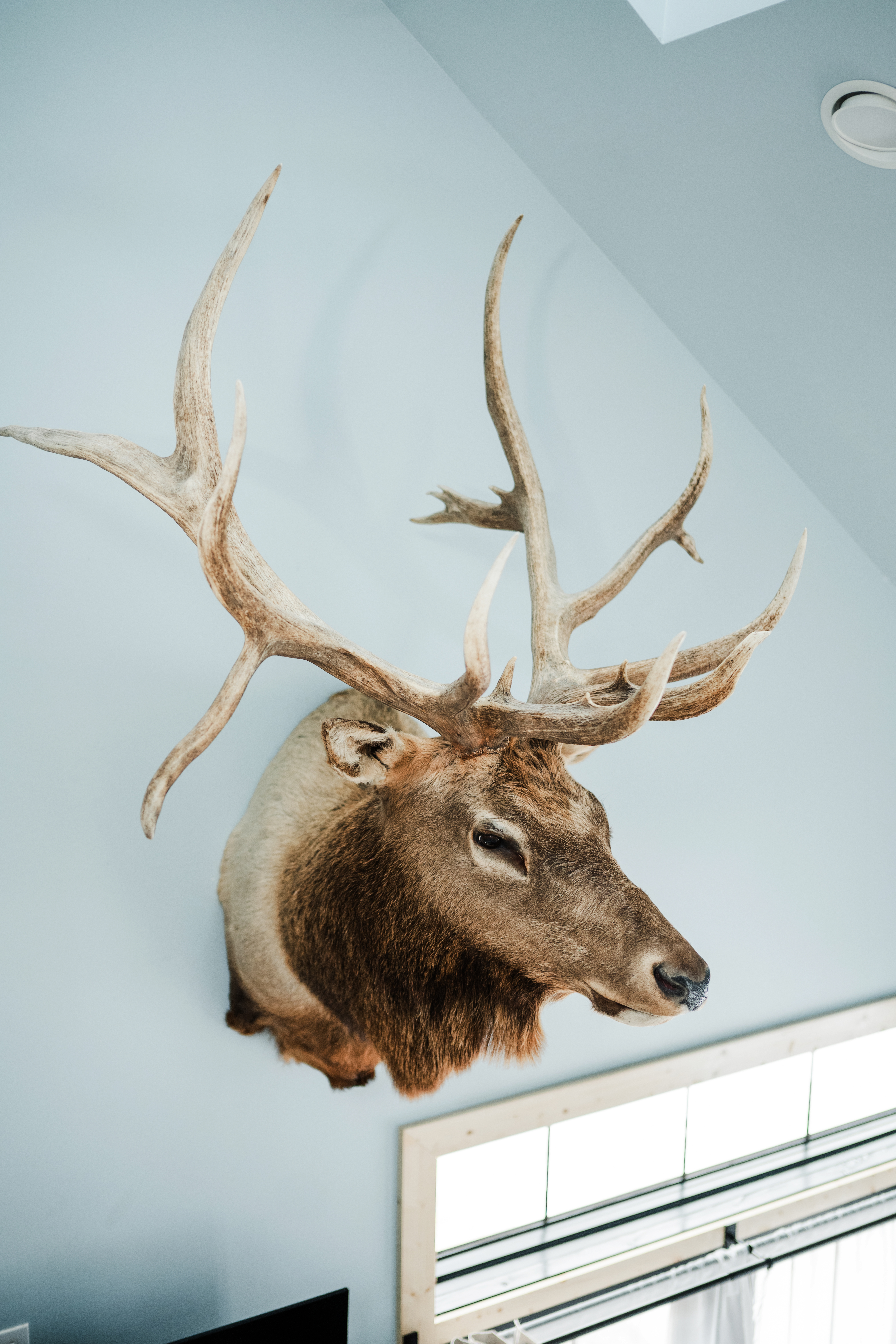 Elk Mount